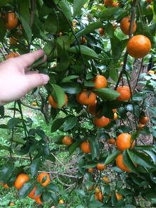 大桔大利,探寻传统吉祥物的现代魅力